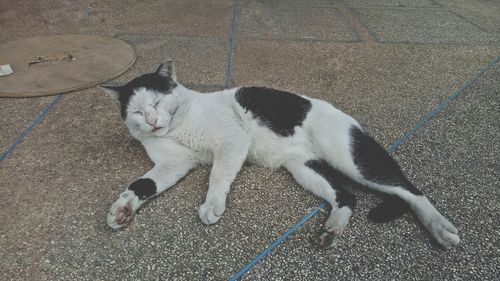 High angle view of cat sitting outdoors