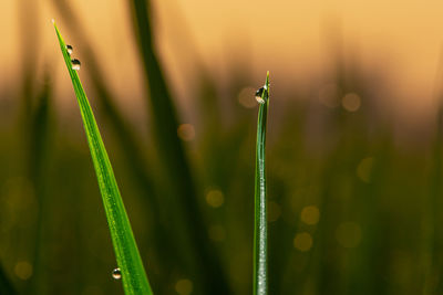 Close-up of raindrops on grass