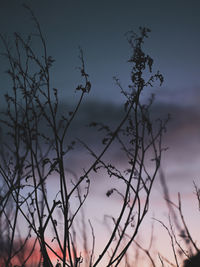 Silhouette bare tree against sky at sunset