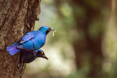 Close-up of bird perching on tree trunk