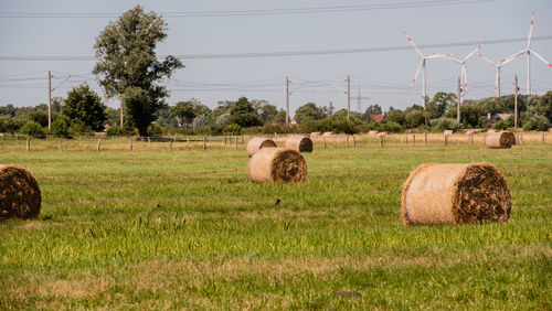 Hay bales on field