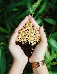 High angle view of hand holding plant