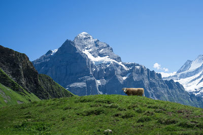 Cow on grassy field against mountains during winter