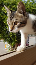 Close-up portrait of cat sitting outdoors