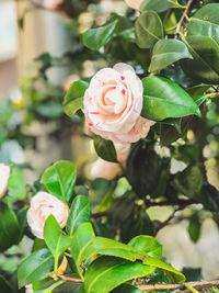 Close-up of rose plant