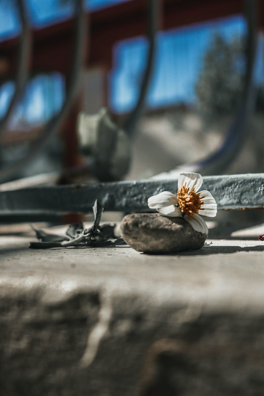 selective focus, flower, flowering plant, no people, close-up, plant, day, nature, freshness, beauty in nature, fragility, vulnerability, outdoors, table, sunlight, petal, growth, wall, wood - material, metal, flower head, surface level