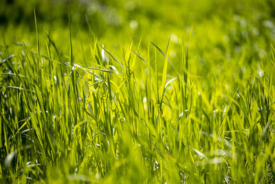 Close-up of grass growing on field