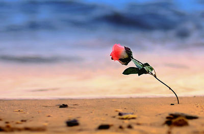 Close-up of pink rose on beach