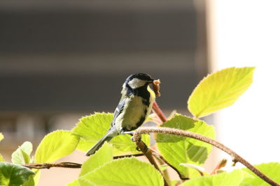 Close-up of bird perching on leaf