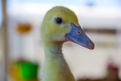 Close-up of bird