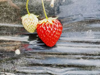 Close-up of wet strawberry on ice