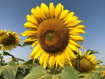 Close-up of sunflower against sky