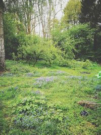 Scenic view of forest