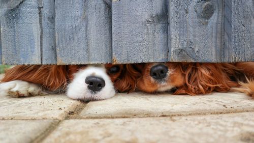 Portrait of dogs pining