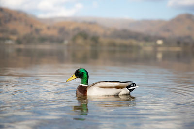 Profile of mallard duck swimming on a calm lake with copy space
