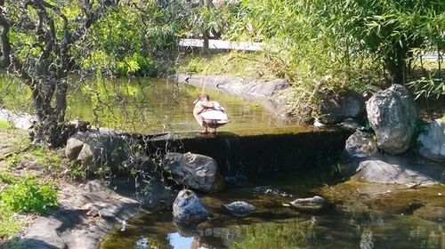 Pond with trees in background