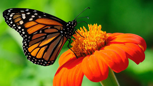 Close-up of butterfly pollinating flower