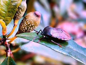 Close-up of butterfly on plant