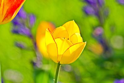 Close-up of yellow flowering plant