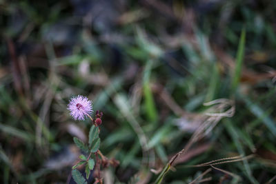 flowering plant