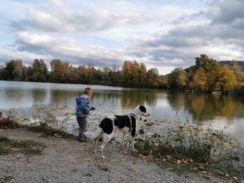 Dogs standing in a lake