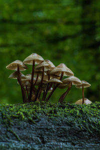 Close-up of mushroom