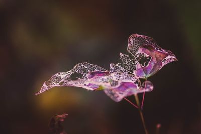 Close-up of purple flowering plant