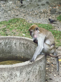 View of monkey sitting on concrete