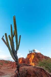 Saguaro cactus growing at tatacoa desert against clear blue sky