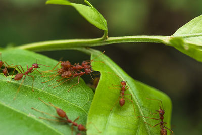 Close-up of ant on leaves