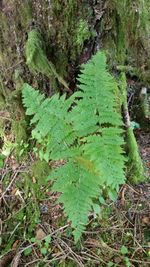 Close-up of fern in forest