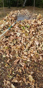 High angle view of dried leaves on field