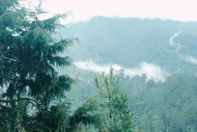 Panoramic view of trees in forest against sky