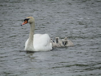Swan swimming in lake