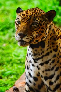 Leopard on field