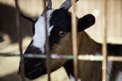 Close-up of goat