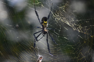 Close-up of golden orb spider on web