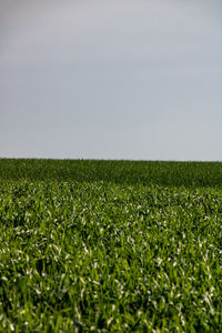 Scenic view of agricultural field against clear sky