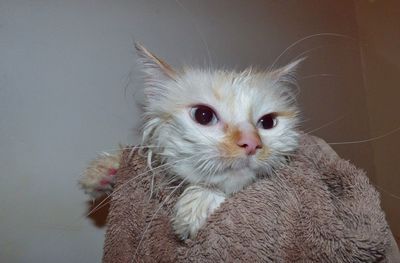 Close-up portrait of a cat