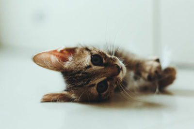 Cute kitten playing in bedroom background.