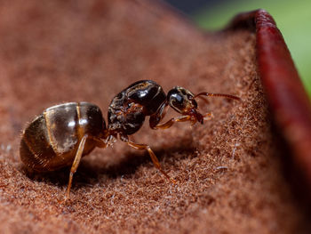 Close-up of ant