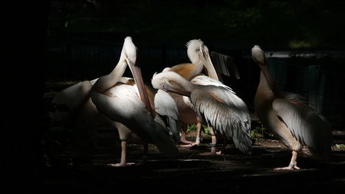 View of birds in lake