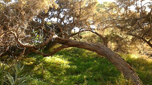 Trees growing on branch