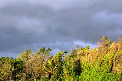 Plants growing on land against sky