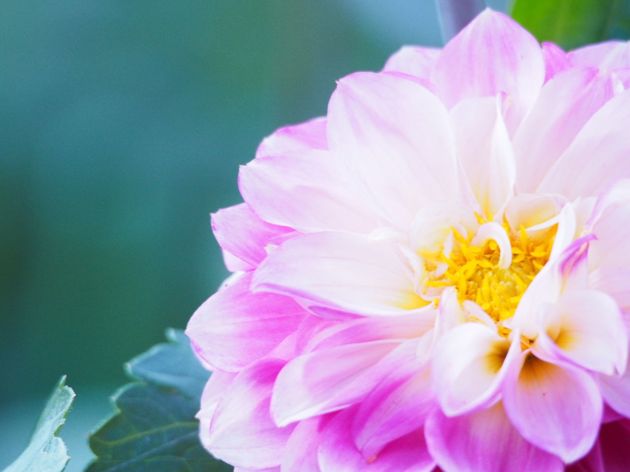 flower, petal, freshness, flower head, fragility, pink color, beauty in nature, close-up, growth, nature, blooming, focus on foreground, single flower, pink, in bloom, plant, blossom, pollen, stamen, outdoors