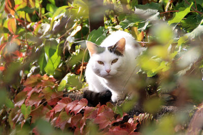 Cat looking away