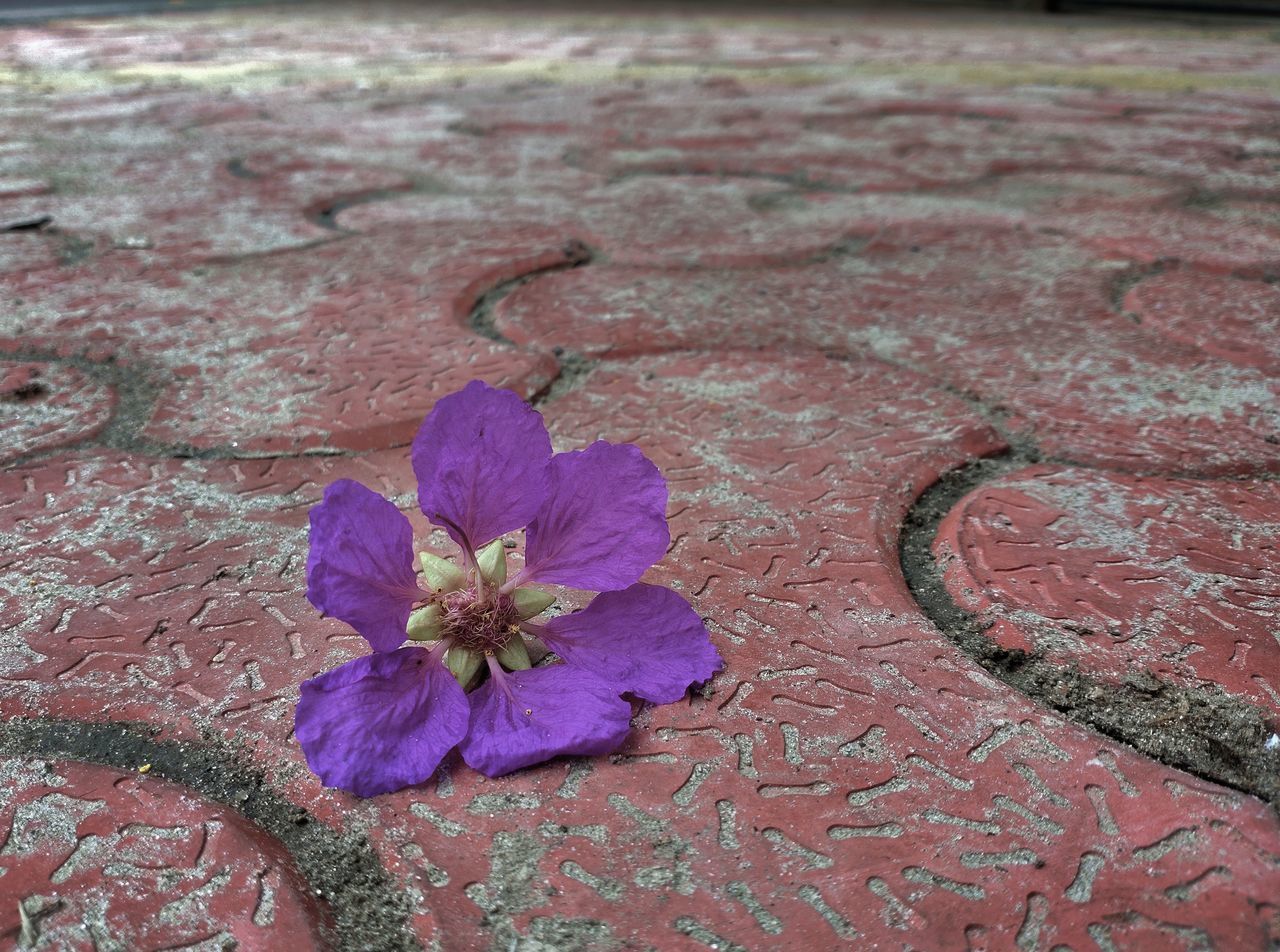 HIGH ANGLE VIEW OF PINK ROSE ON STREET