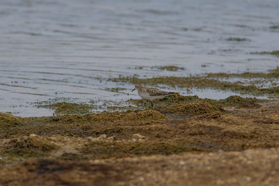 View of birds on beach