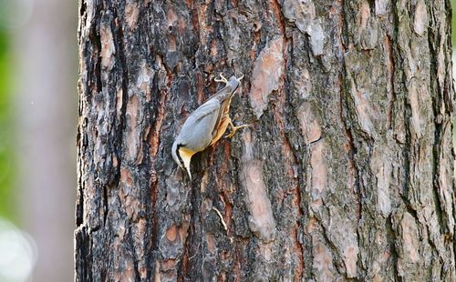 Close-up of bird on tree trunk