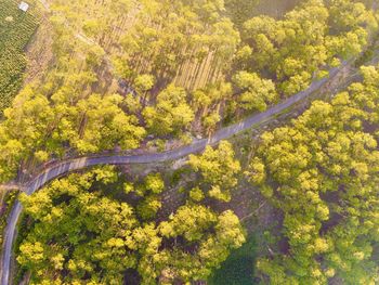 High angle view of trees growing in forest
